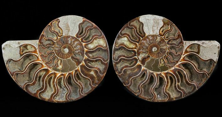 Cut/Polished Ammonite Pair - Agatized #47688